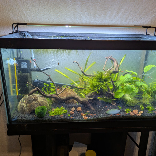 Crevettes red cherry