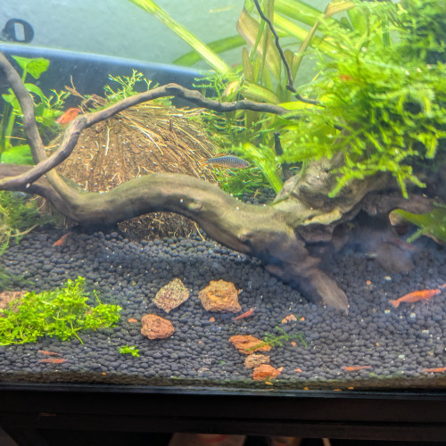 Crevettes red cherry