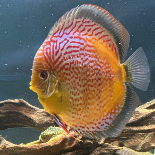 Discus sub adultes