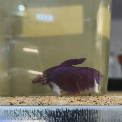Betta