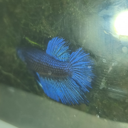 Betta