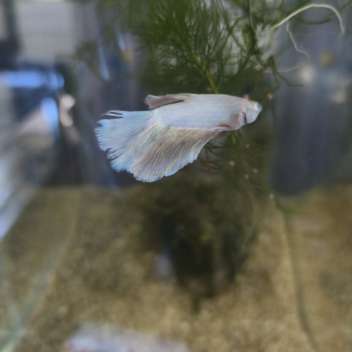 Betta