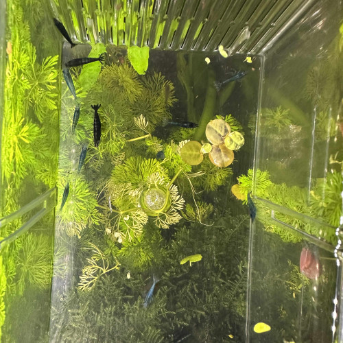 Crevettes déclassées