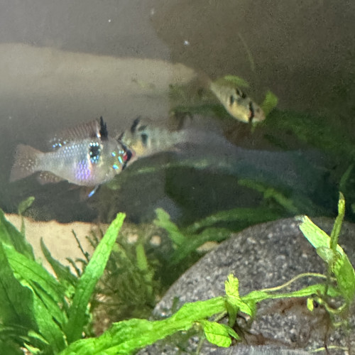 Jeunes Ramirezi de 7 mois