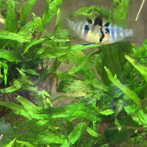 Jeunes Ramirezi de 7 mois