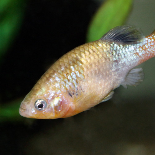 Xenotoca doadrioi "San Marcos" (très RARES !)