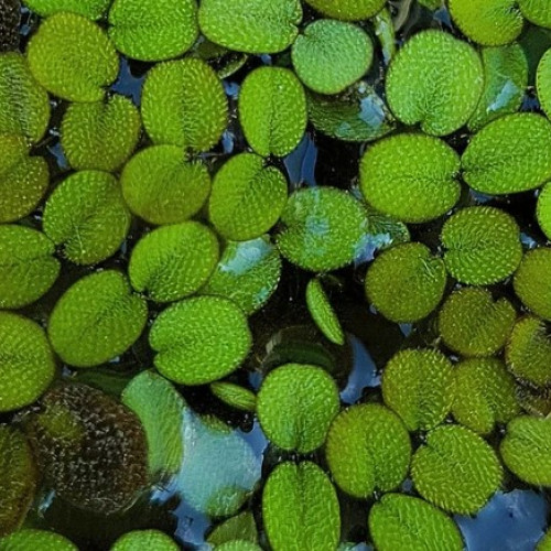 Salvinia minima (petite Salvinie)