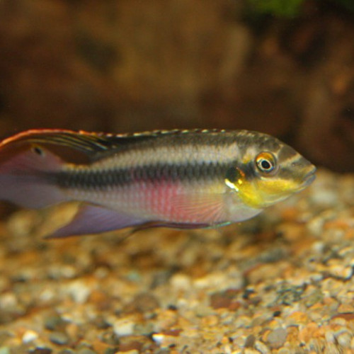 Pelvicachromis pulcher