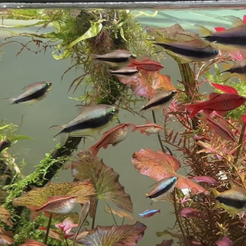 Lot de 15 tetra empereur