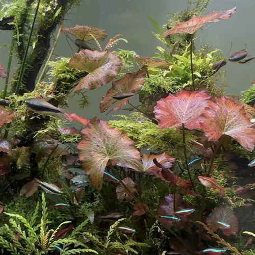 Lot de 15 tetra empereur