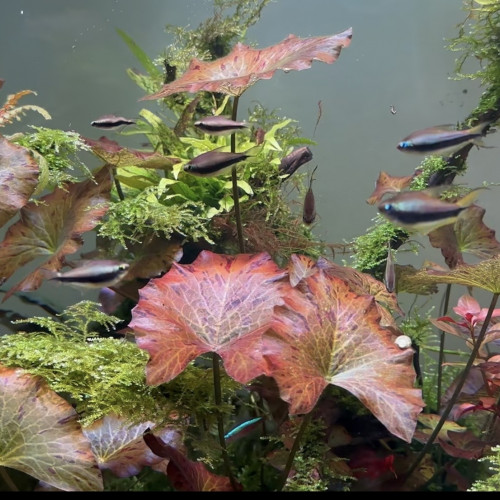 Lot de 15 tetra empereur