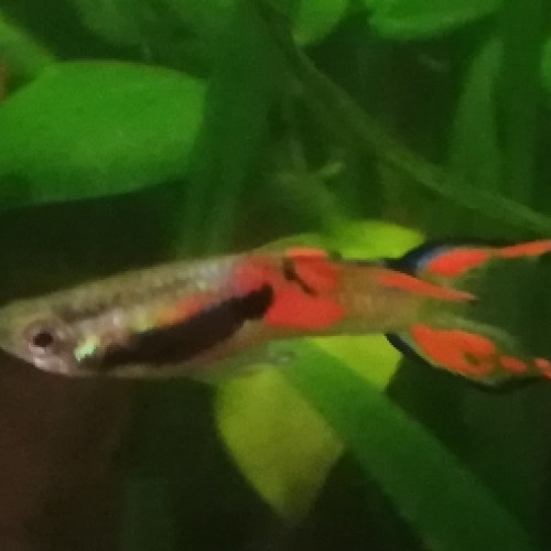 Guppy Endler