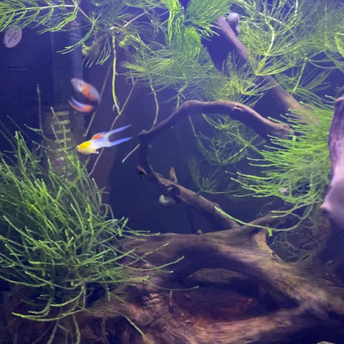 Donne Guppy Endler et alevins