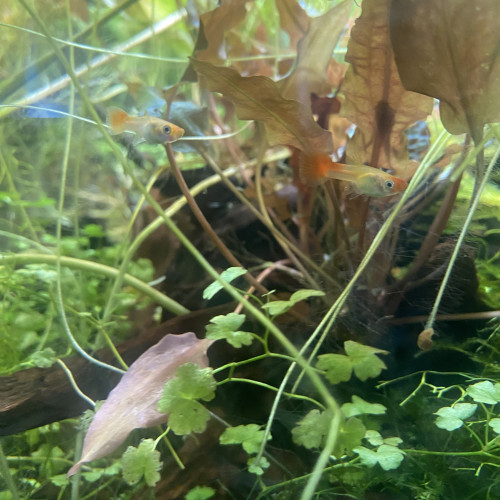 Guppy Kohaku Alevins