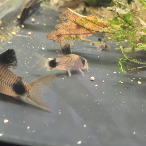 Corydoras Panda