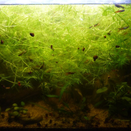 Ceratophyllum demersum