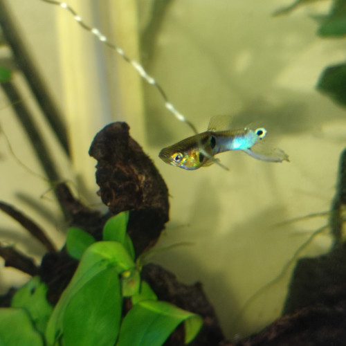 Guppy endler blue japan