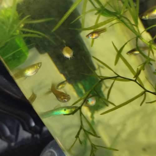 Guppy endler blue japan