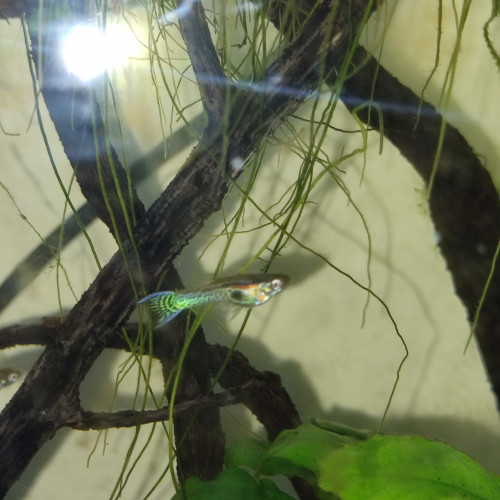 Guppy endler tiger