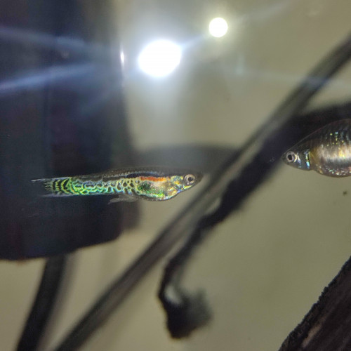 Guppy endler tiger