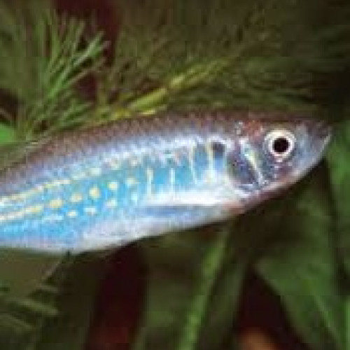 Danio géant - Danio Malabar