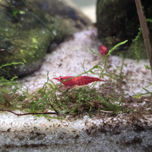 Crevette red cherry
