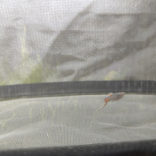 Don d'un guppy endler