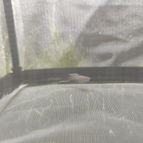 Don d'un guppy endler