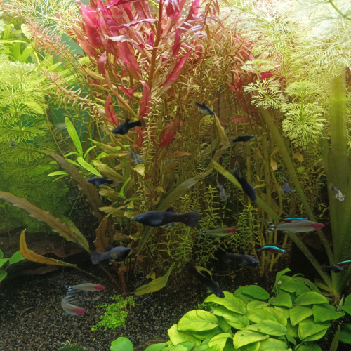 Echange plantes contre poissons calmes