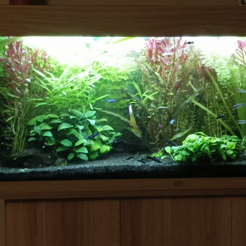 Echange plantes contre poissons calmes