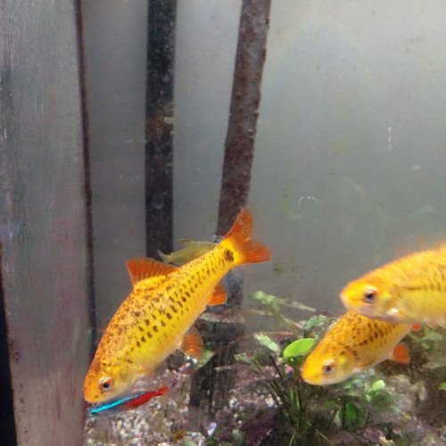 Poisson Barbus Shuberti x 3
