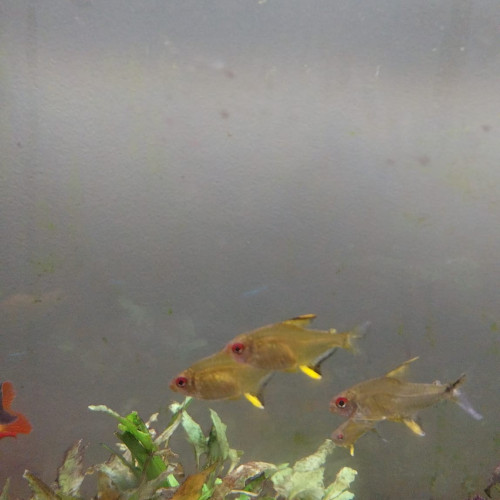 6 Tetras citron et 1 Tetra fantôme