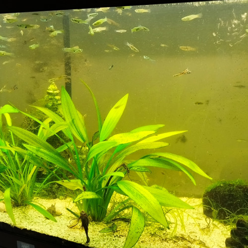 Aquarium juwel rio 180