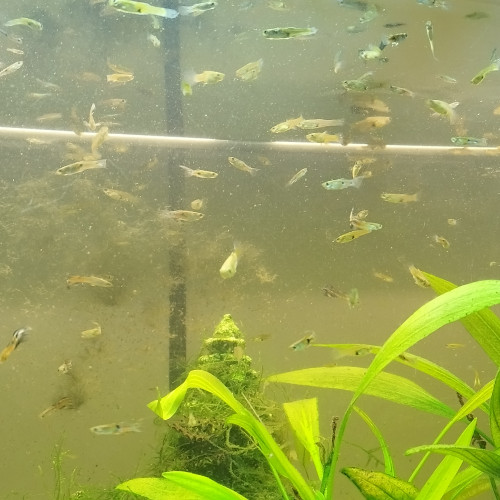 Aquarium juwel rio 180