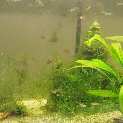 Aquarium juwel rio 180