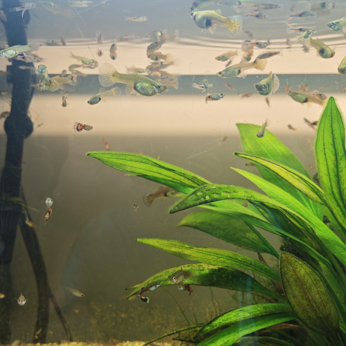 Aquarium juwel rio 180