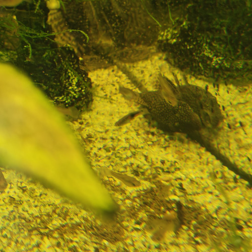 Aquarium juwel rio 180