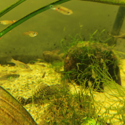 Aquarium juwel rio 180