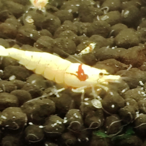 Lot de 10 crevettes Prl Red Crystal , divers grades