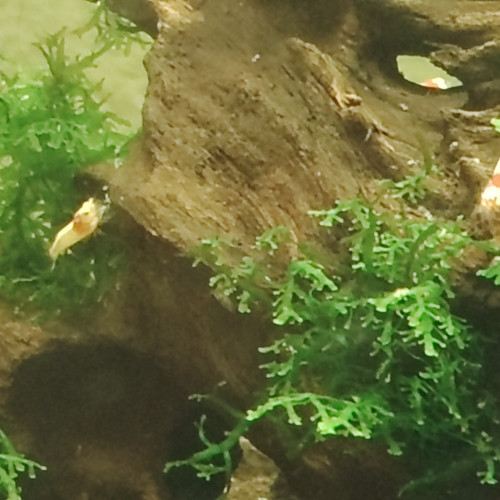 Lot de 10 crevettes Prl Red Crystal , divers grades