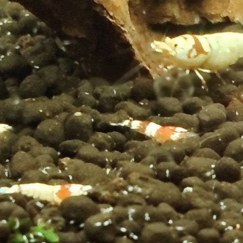 Lot de 10 crevettes Prl Red Crystal , divers grades