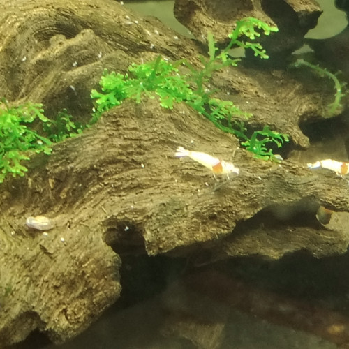 Lot de 10 crevettes Prl Red Crystal , divers grades