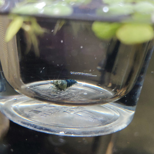 Lot de crevettes Blues océan déclassées