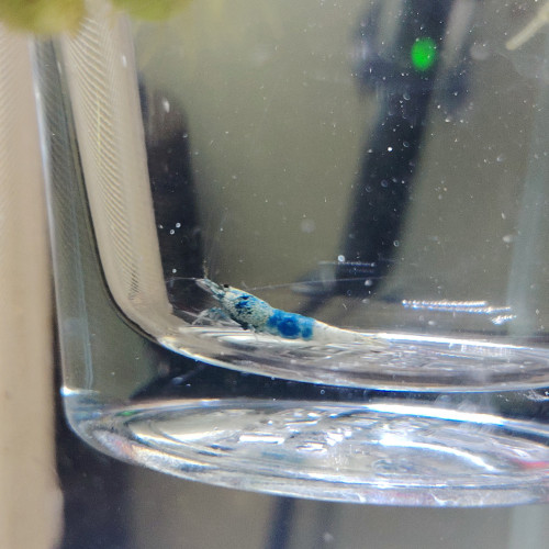 Lot de crevettes Blues océan déclassées