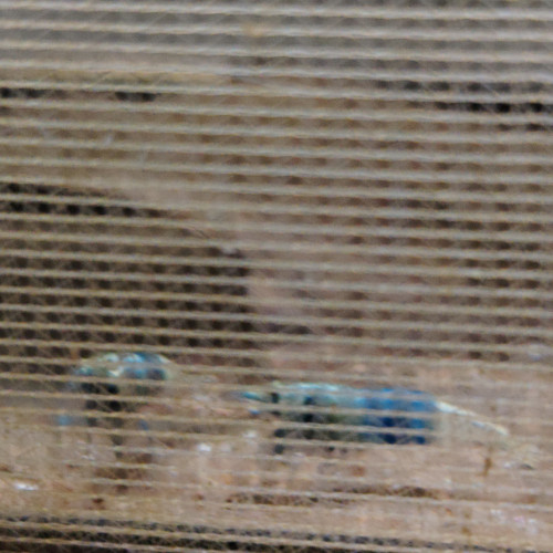 Lot de crevettes Blues océan déclassées