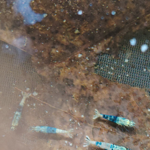 Lot de crevettes Blues océan déclassées