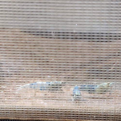 Lot de crevettes Blues océan déclassées