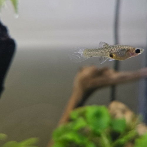 Guppy endler
