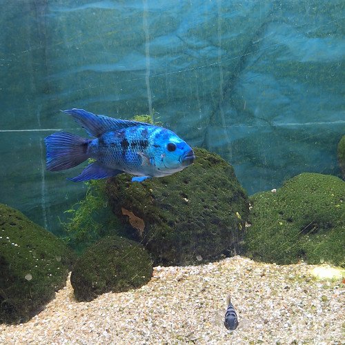 Cichlasoma octofasciatum Blue jack dempsey