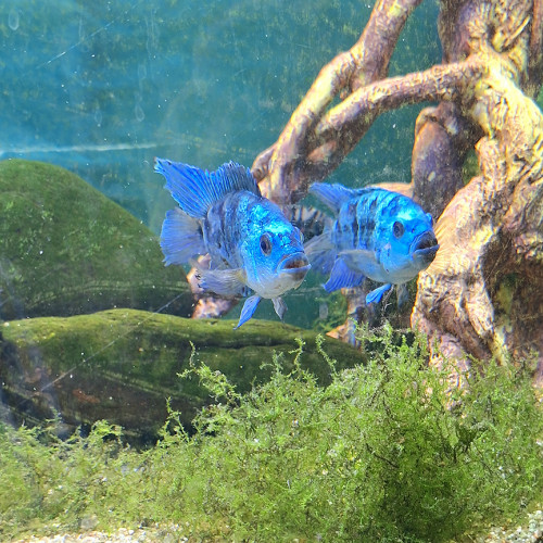 Cichlasoma octofasciatum Blue jack dempsey